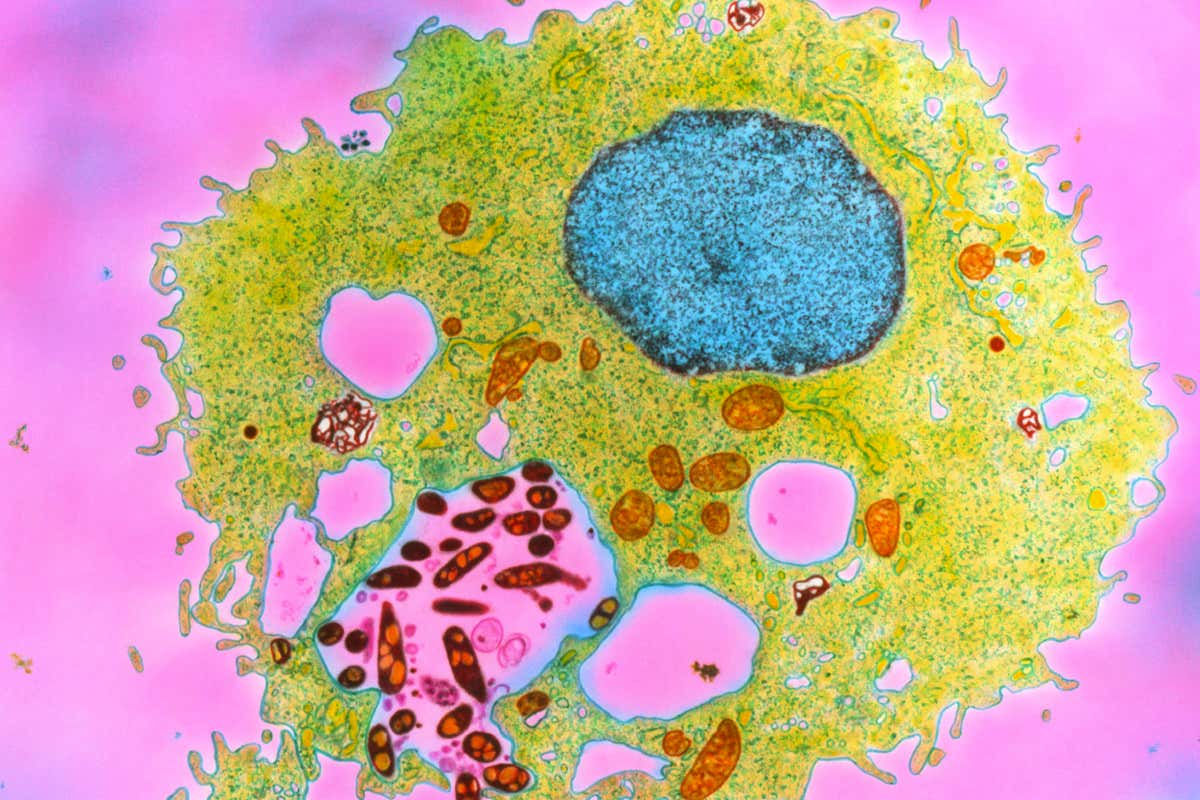 BCG vaccine in human blood cell