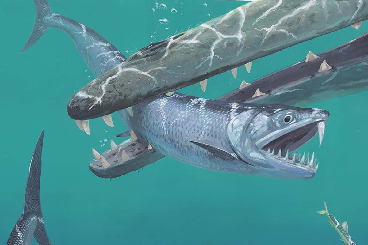 sabre-toothed anchovy
