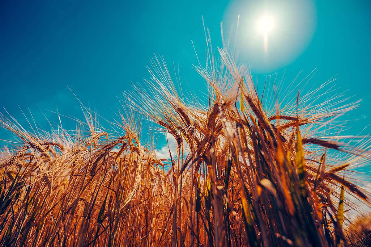 Can higher CO2 levels boost plant life enough to dent global warming?