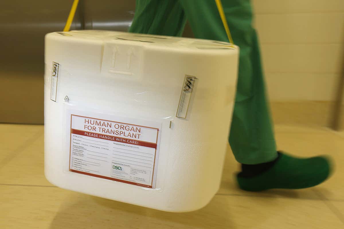 Mouse embryos that are 4 per cent human are step towards spare organs