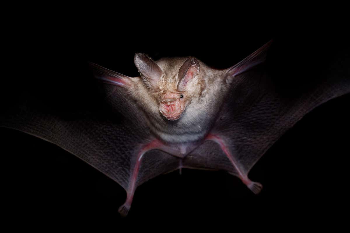 New Scientist. Science news and long reads from expert journalists, covering developments in science, technology, health and the environment on the website and the magazine.