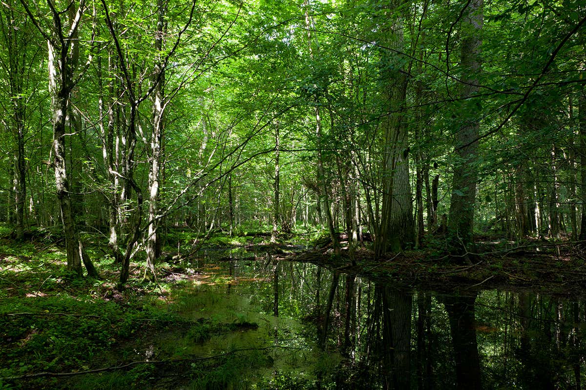 EU plans to plant 3 billion trees and massively expand organic farming