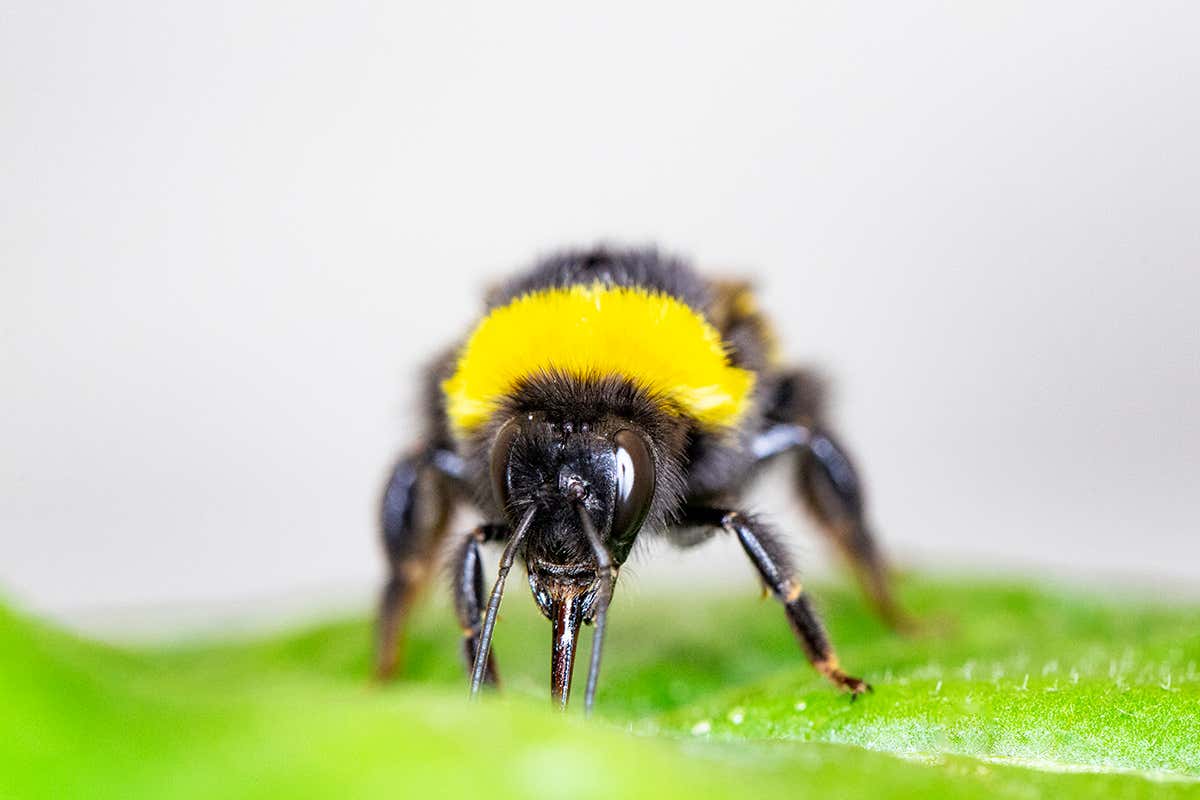 Bee
