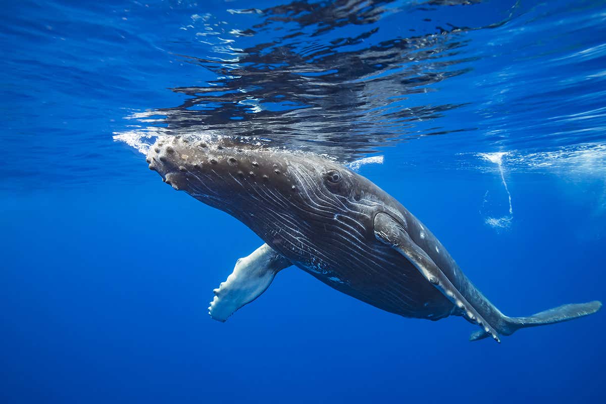 Humpback whales may benefit from a lack of cruise ships
