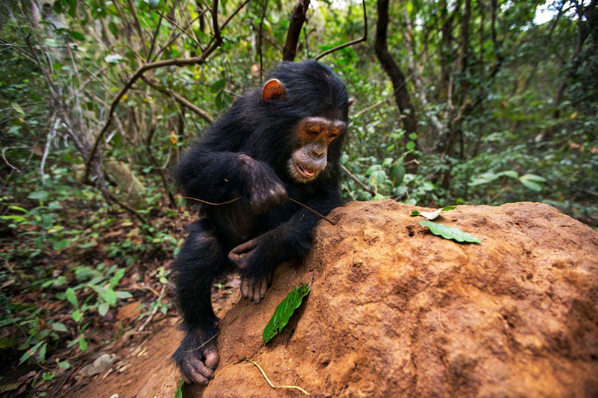 Chimp fishing for termites