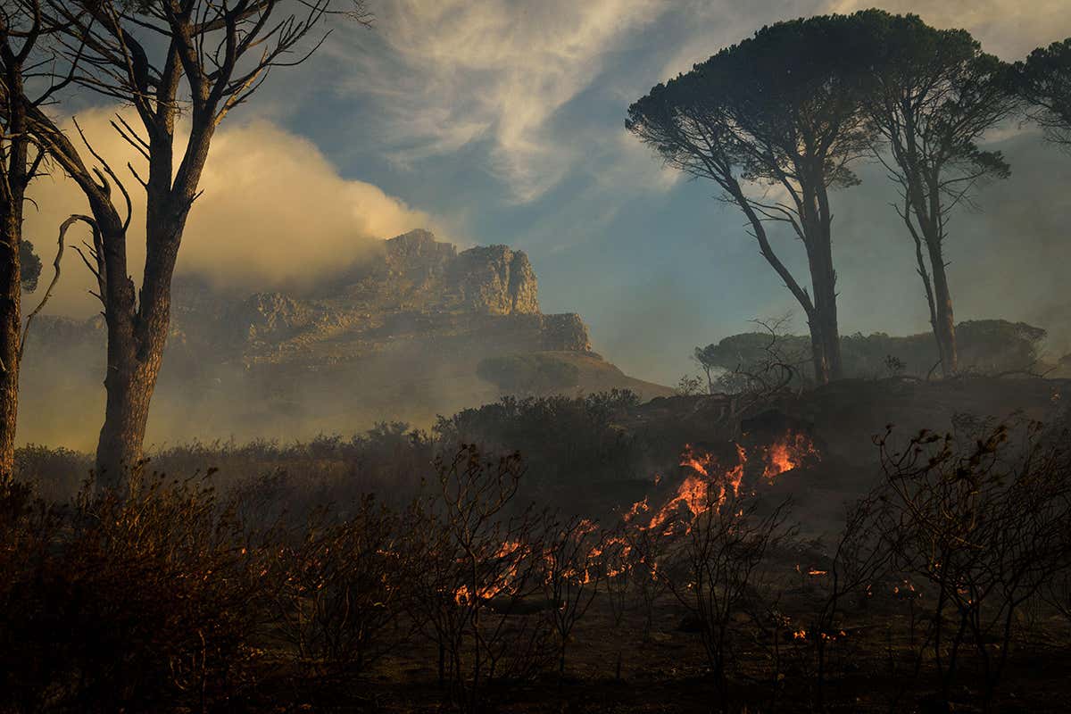 Huge amounts of carbon from forest fires ends up in the ocean