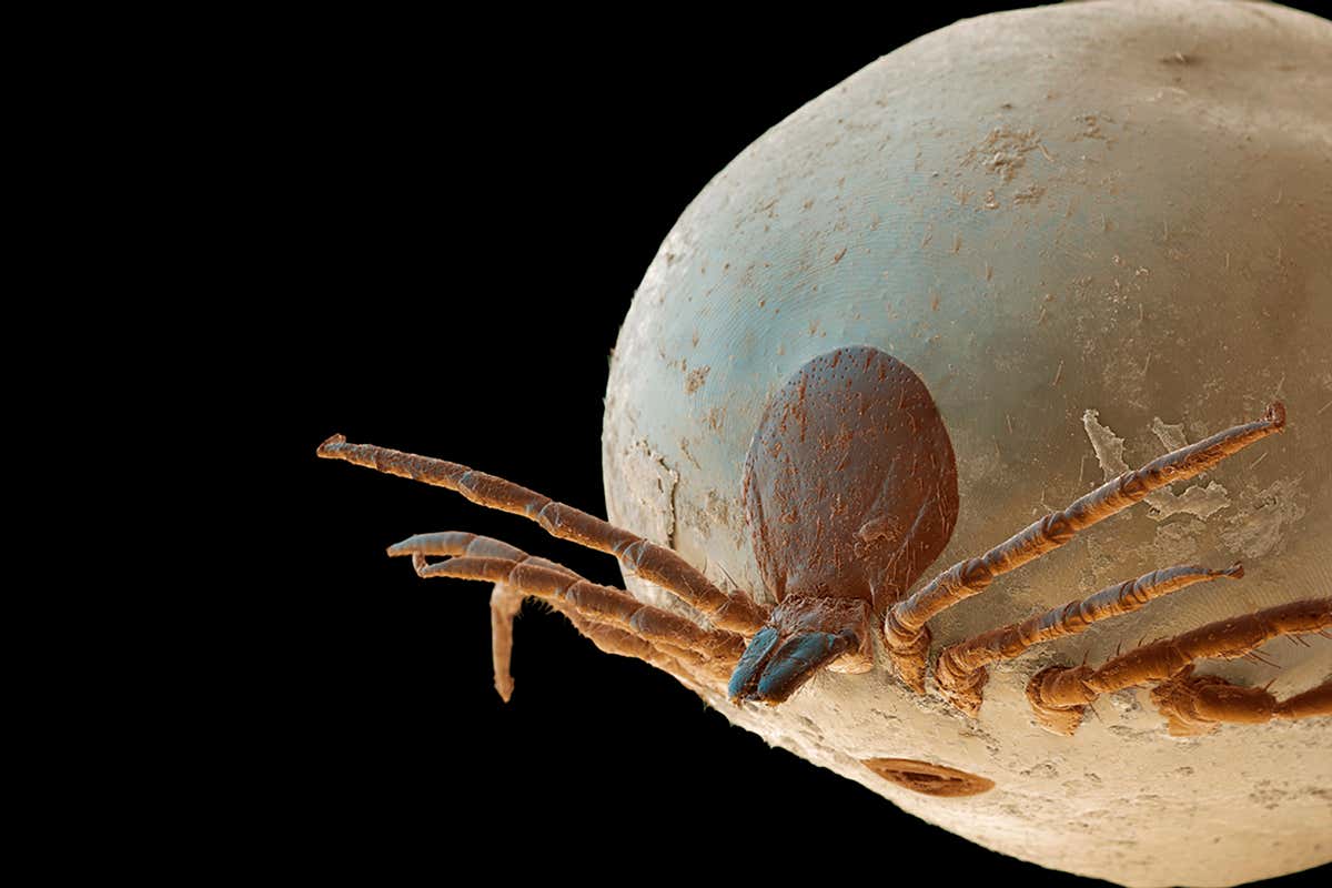 Chronic Lyme disease: How one tick bite can ruin your health forever