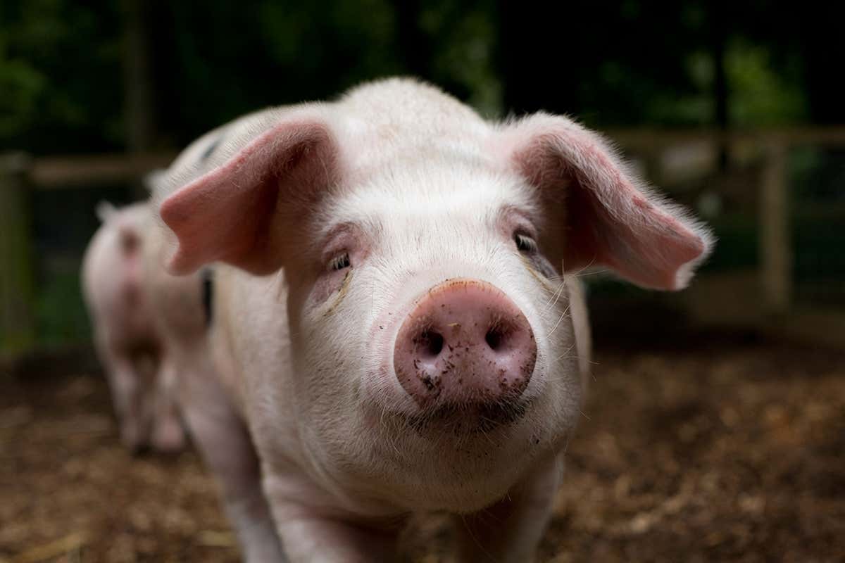A pig, the animal from which the swine flu (H1N1) originated