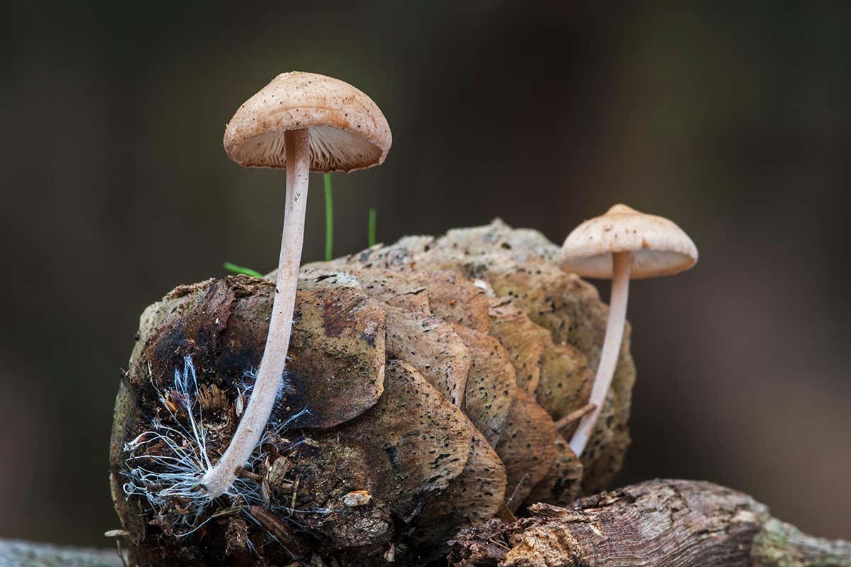 There is so much we don't yet know about fungi