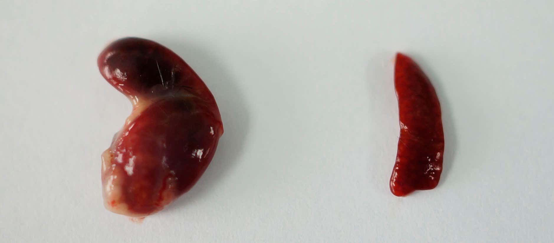 New Scientist. Science news and long reads from expert journalists, covering developments in science, technology, health and the environment on the website and the magazine.