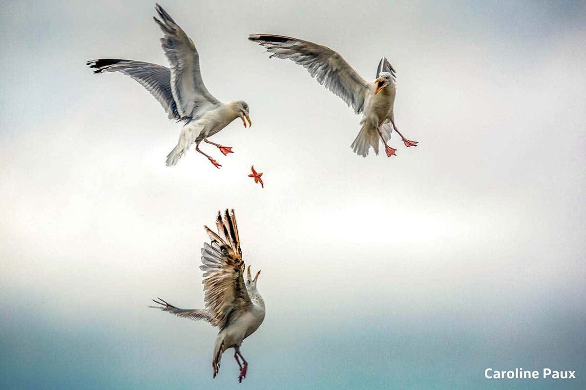 Aerial images highlighting fight to protect the Amazon win photo award