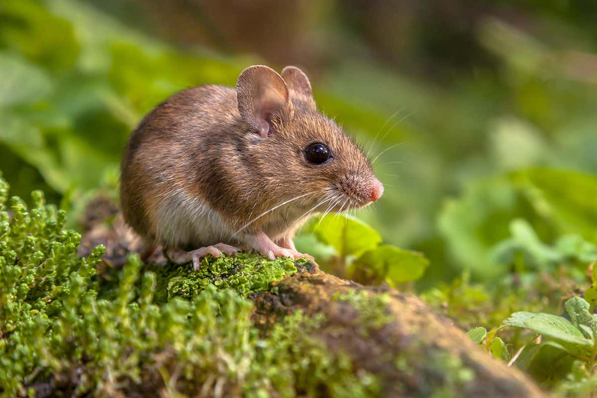 Wood mouse