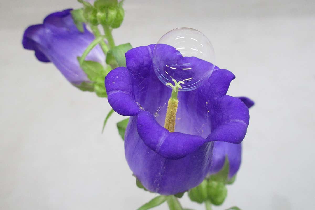 Soap bubble on flower