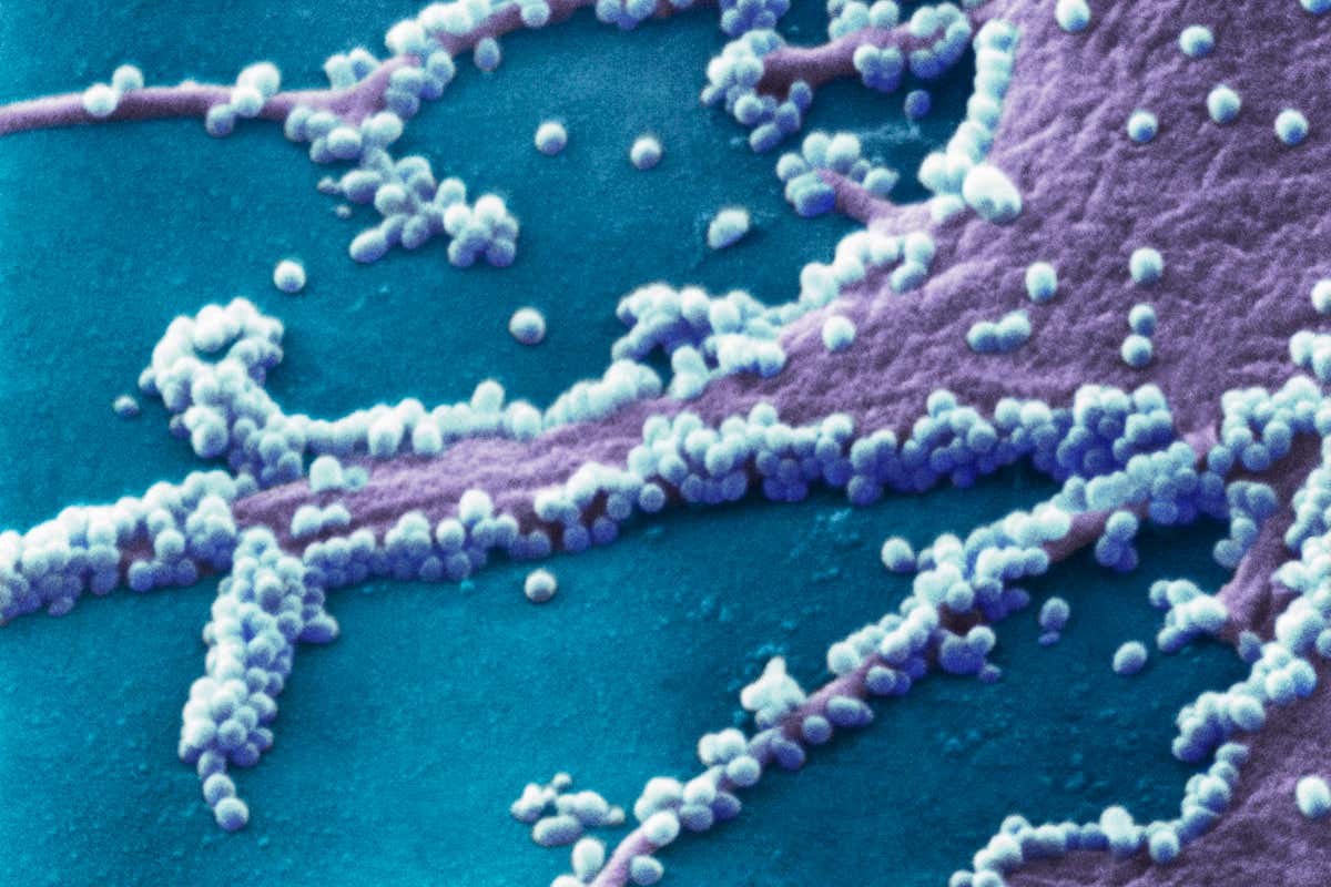 New Scientist. Science news and long reads from expert journalists, covering developments in science, technology, health and the environment on the website and the magazine.