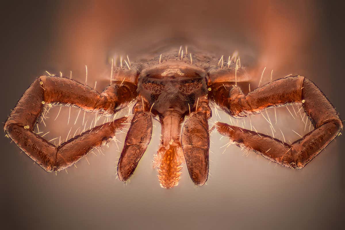 Tick under the microscope