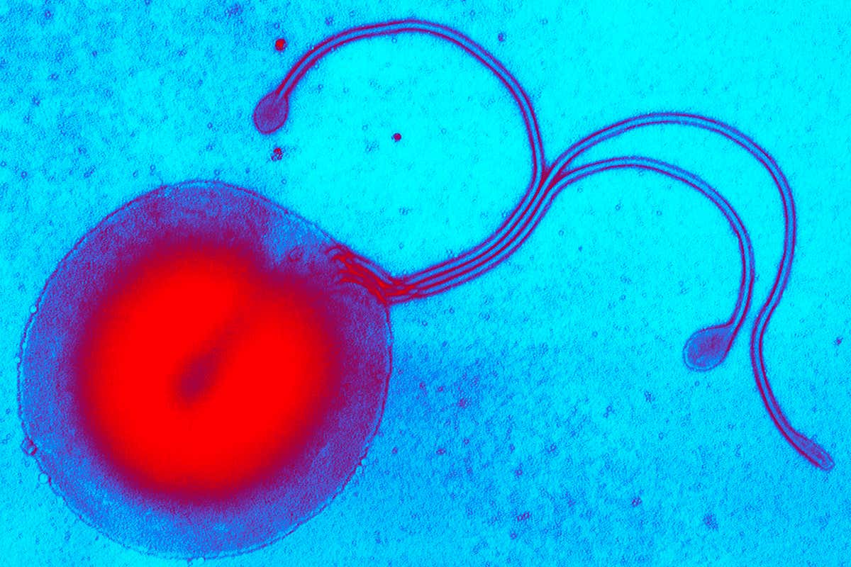 New Scientist. Science news and long reads from expert journalists, covering developments in science, technology, health and the environment on the website and the magazine.