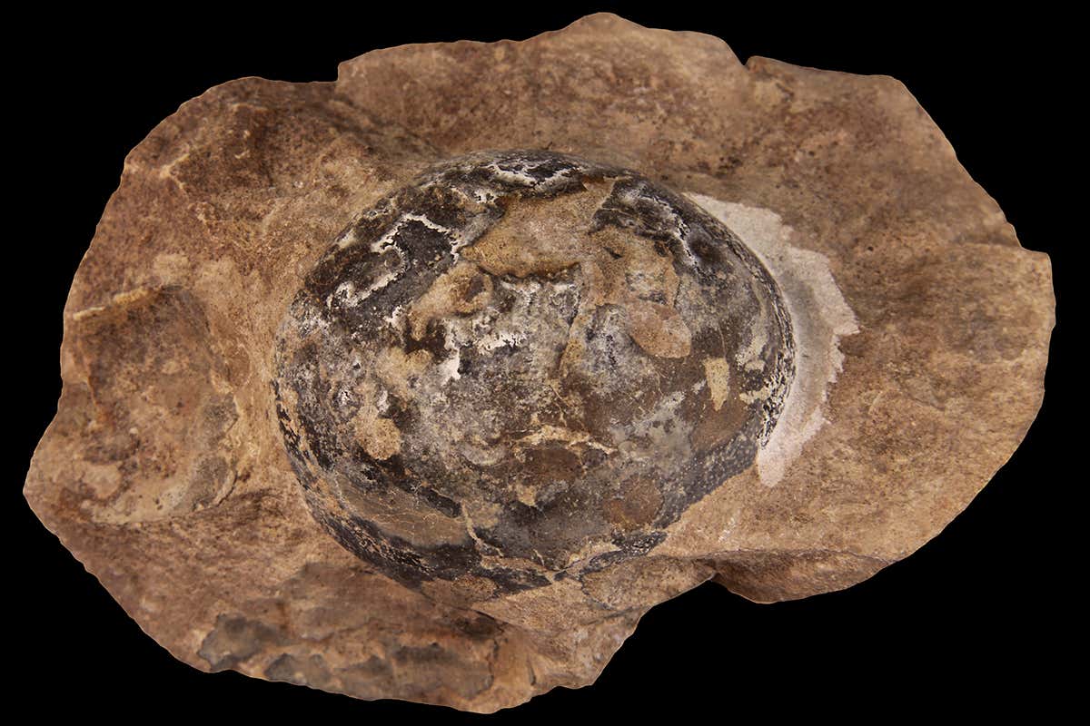 Mussasaurus egg