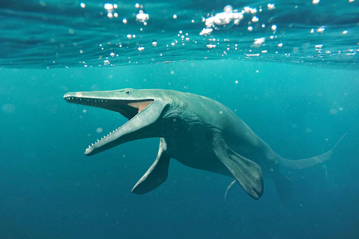 Mosasaurus