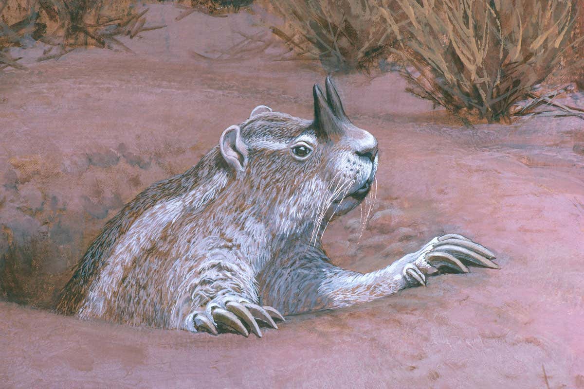 Extinct gophers evolved horns on their noses for fighting predators