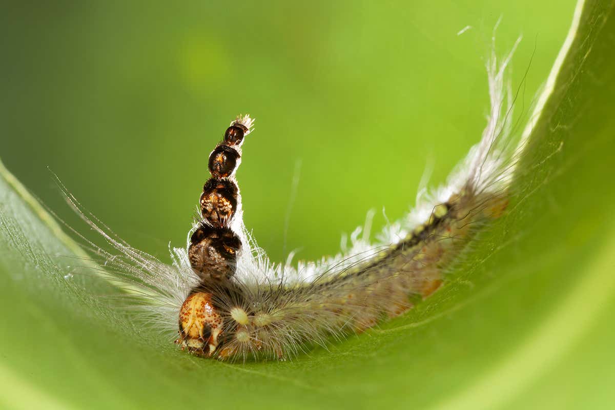 Weird caterpillar uses its old heads to make an elaborate hat
