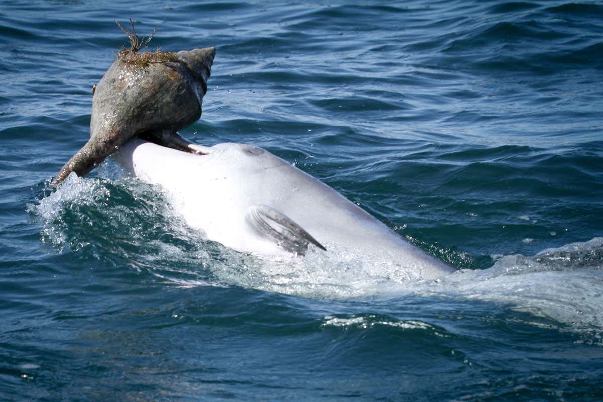 Dolphins learn from peers to chase fish into shells and then eat them