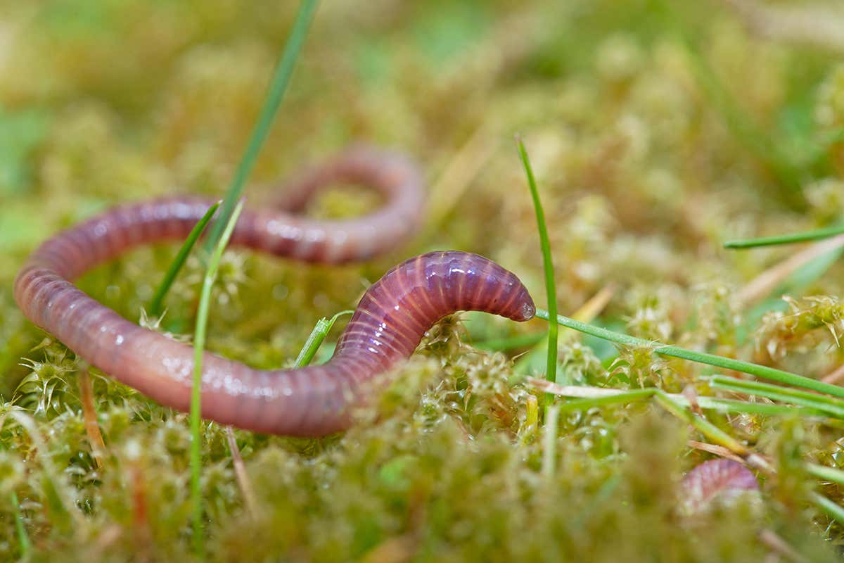 Why don’t worms harm plant roots when they stir up soil?