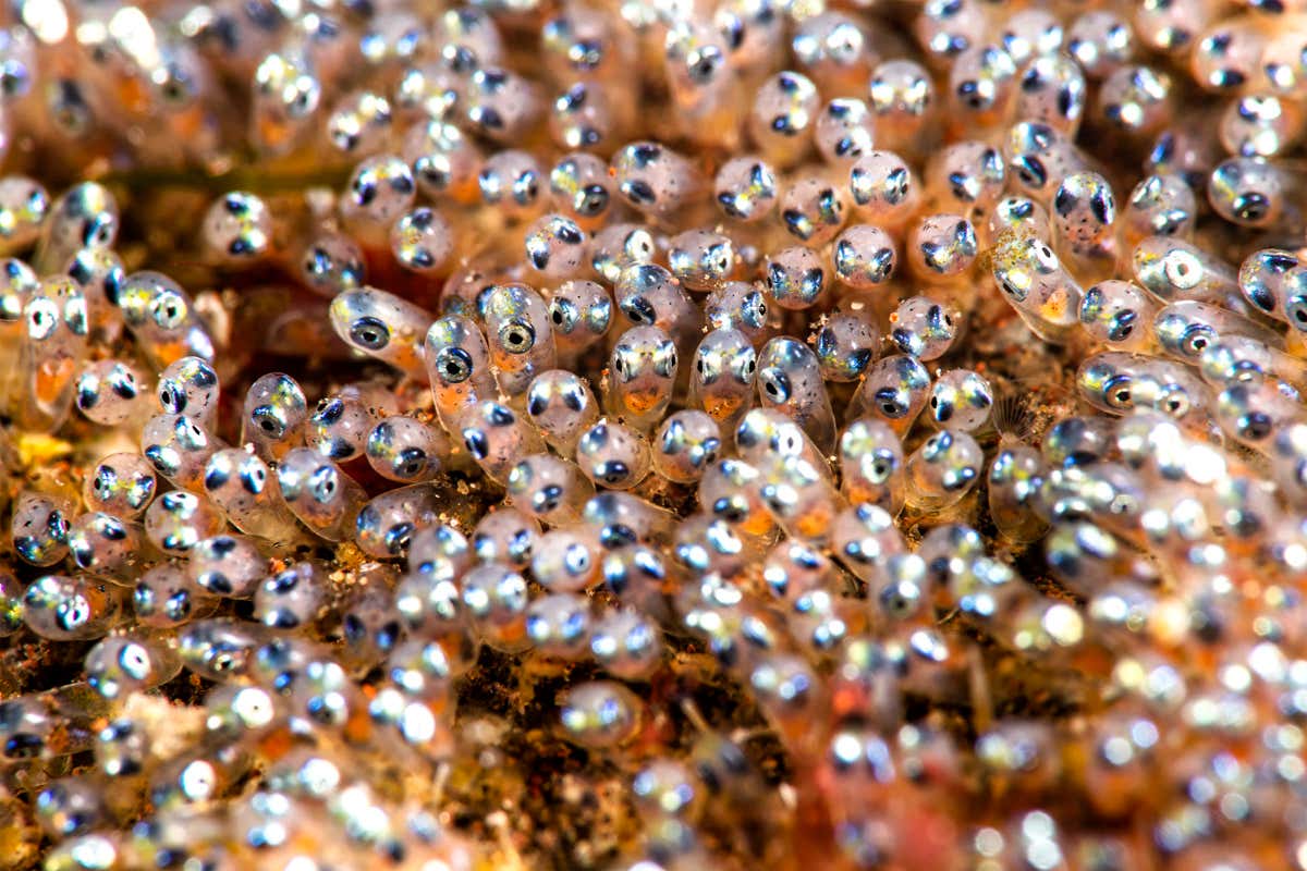 fish eggs
