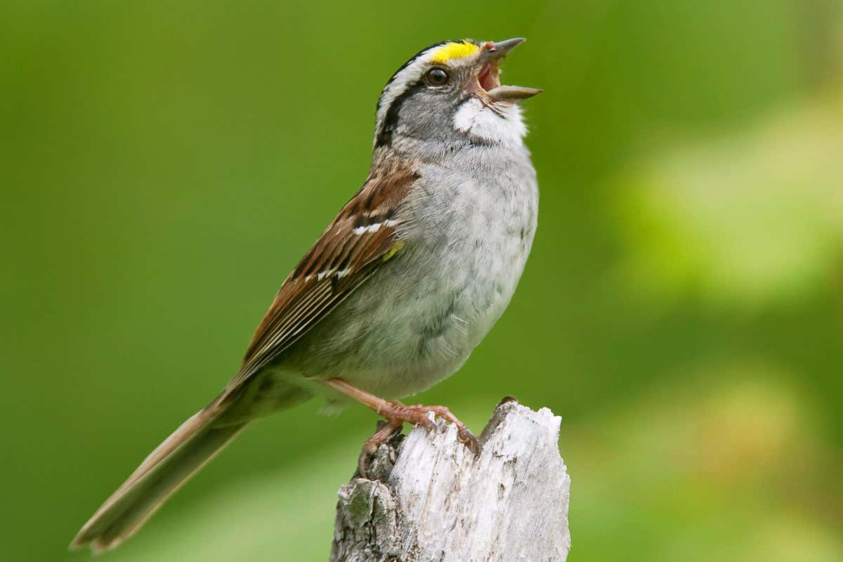 Male white-throated sparrow