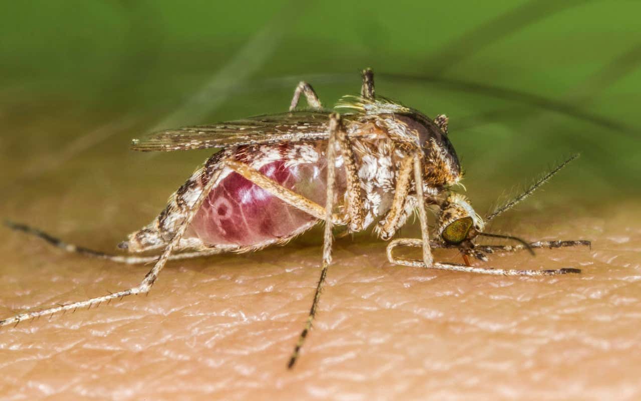 Climate change may push Zika virus into southern and eastern Europe