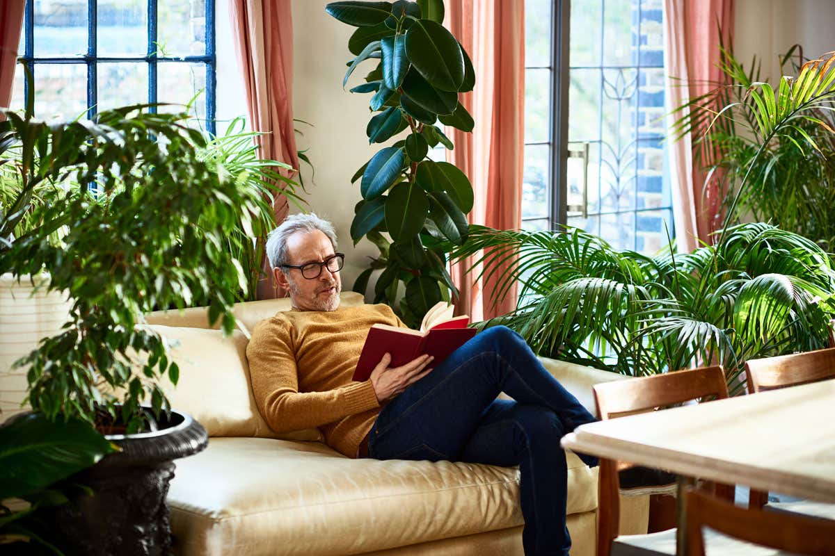 How many house plants do you need to clean the air in a small flat?