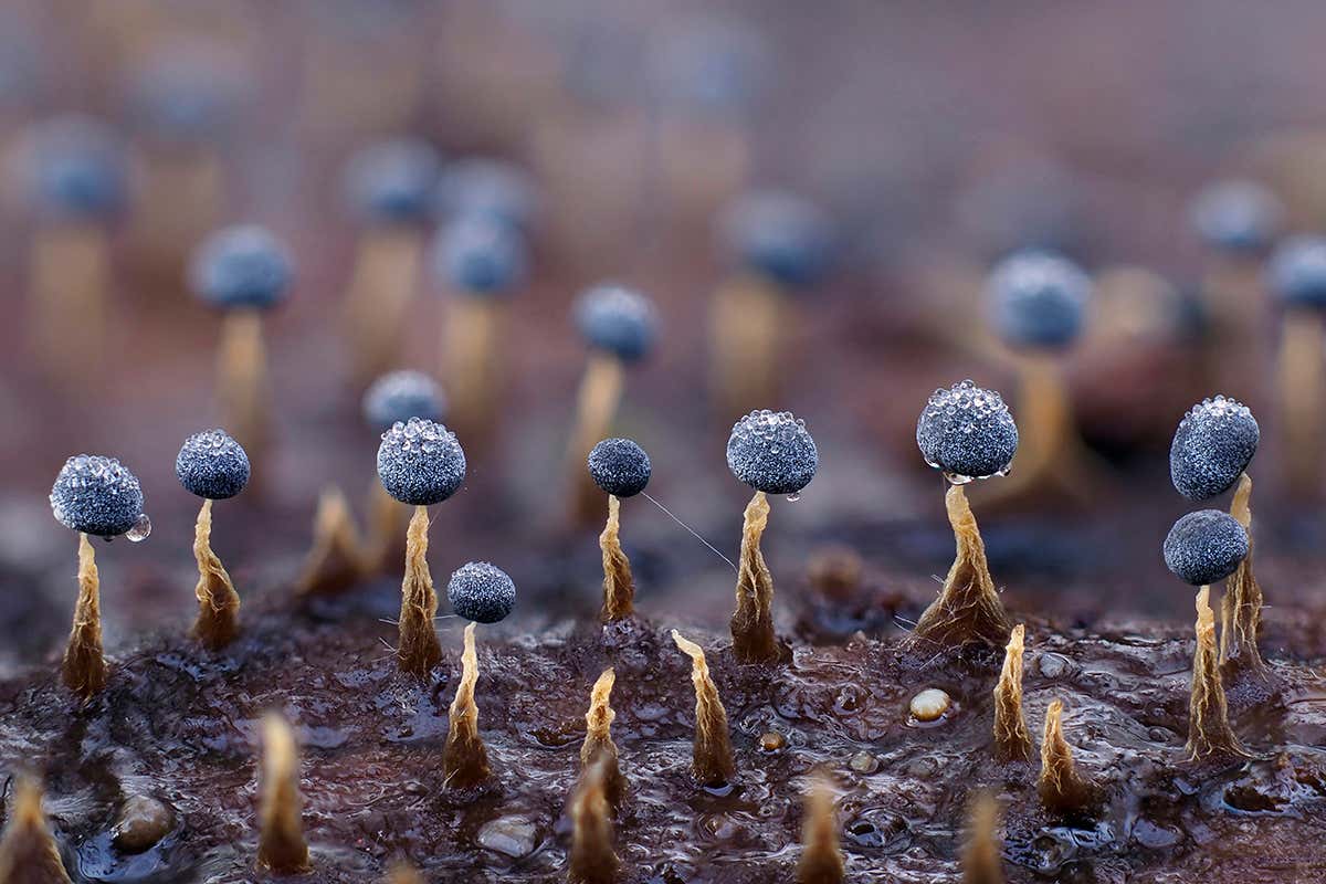 Hundreds of thousands of slime moulds can merge together to find food