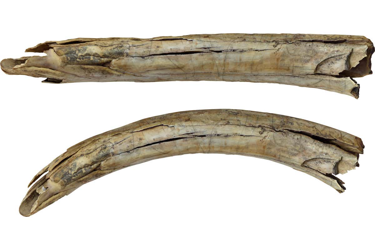 Ancient mammoth tusk found in Siberia is engraved with fighting camels