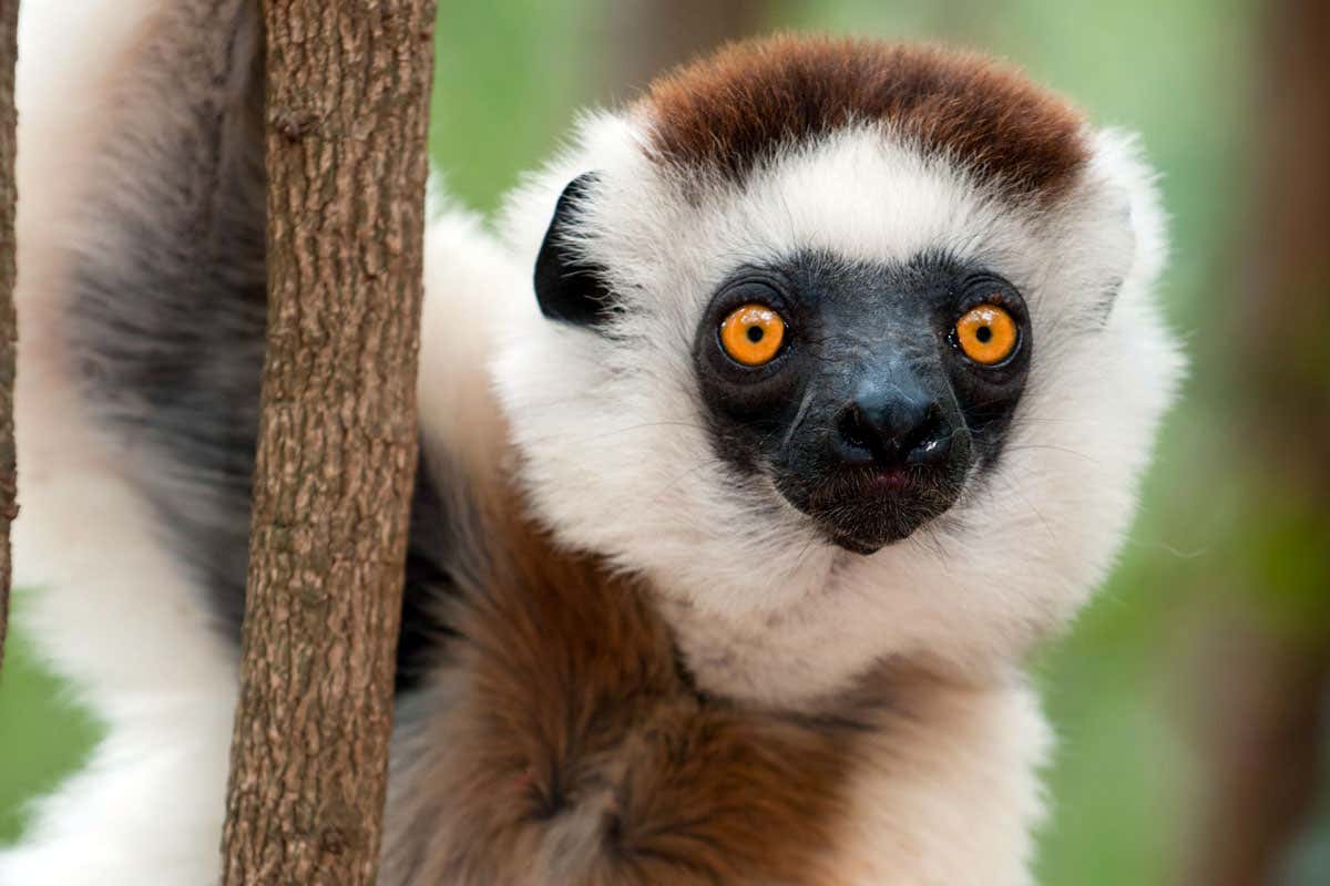 Almost all lemur species are now officially endangered