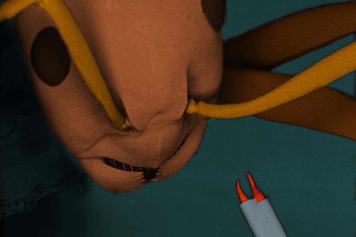 Ant and optical pliers