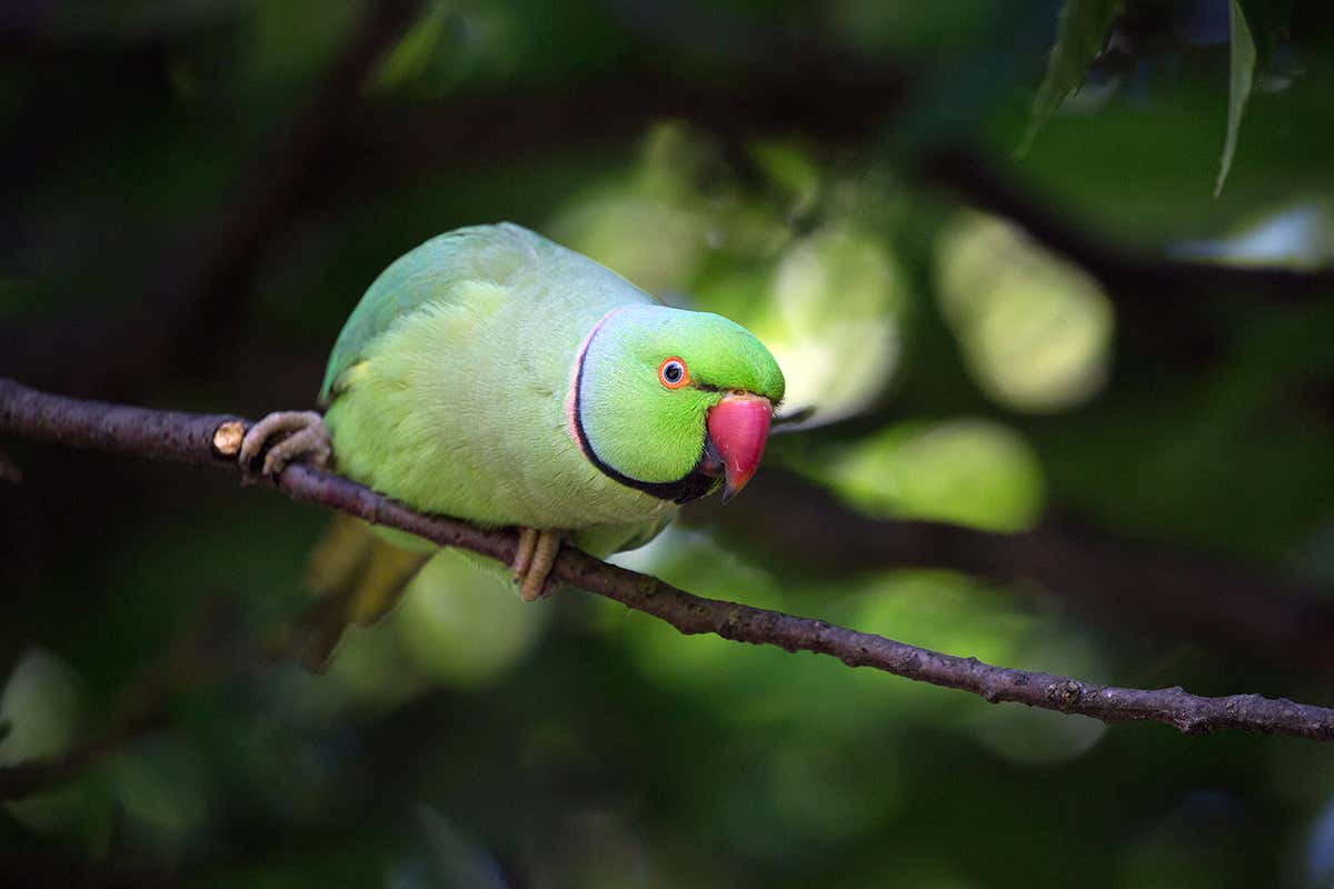 Ring-necked parakeet
