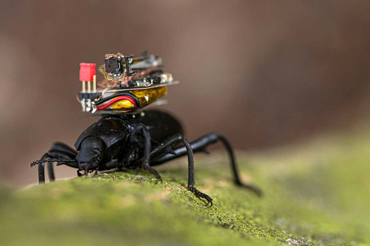 Beetles carrying tiny backpack cameras stream footage to a smartphone