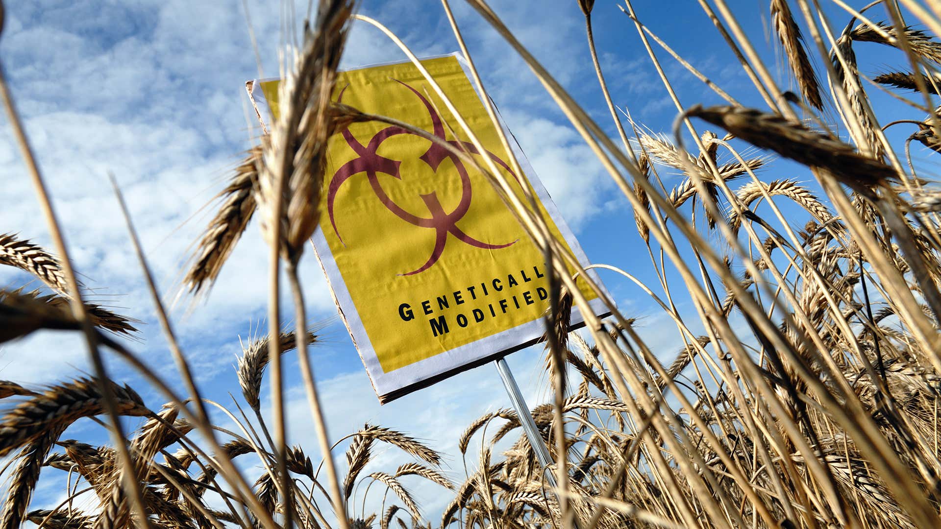 What is a genetically modified organism?
