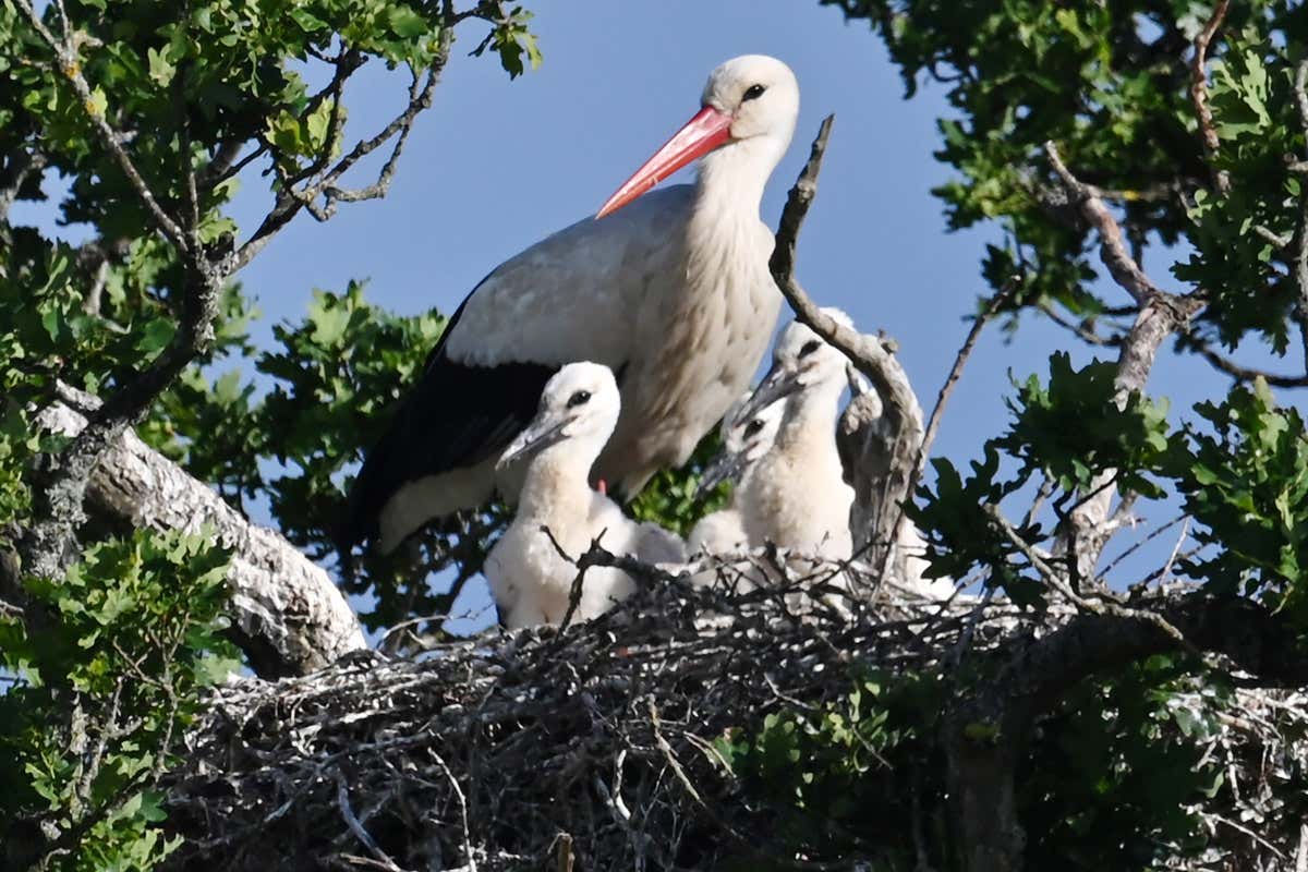 Lockdown is a unique chance to see how human activity affects wildlife