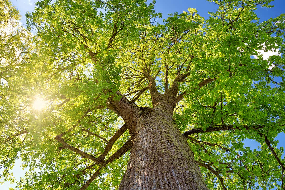 Is there a maximum tree width?