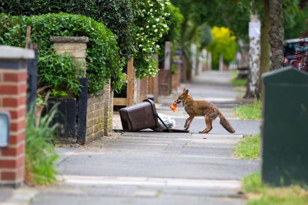 Hungry foxes have been raiding our bins for thousands of years