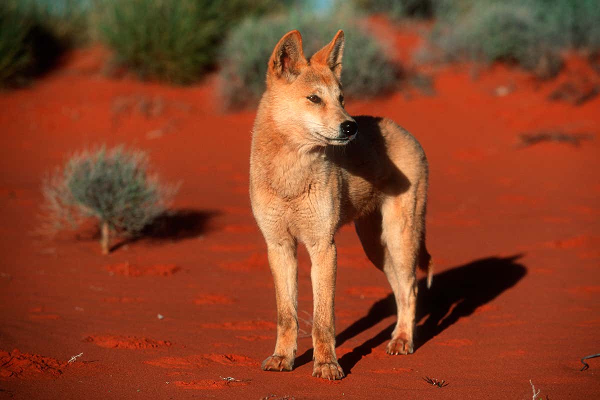 Dingo