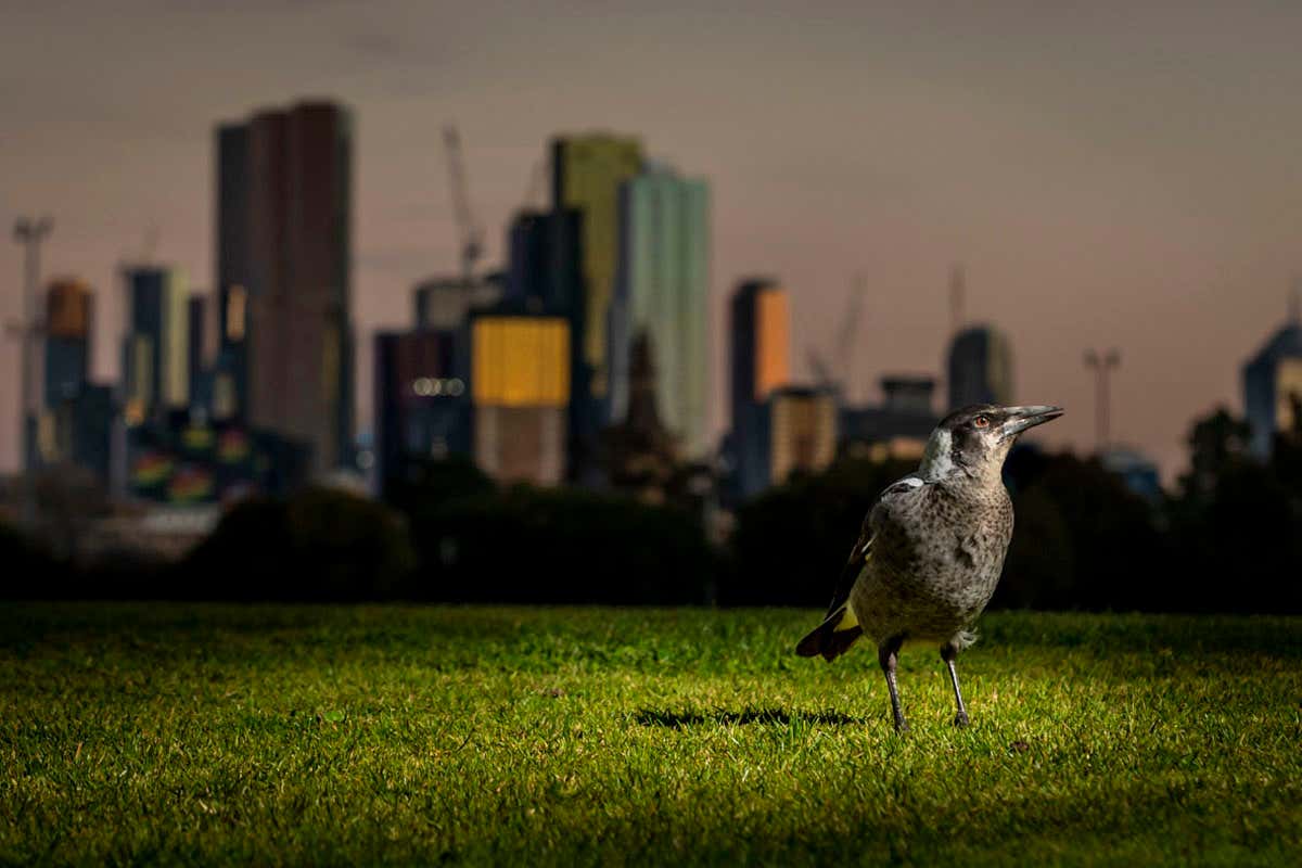 magpie in front of city skyline