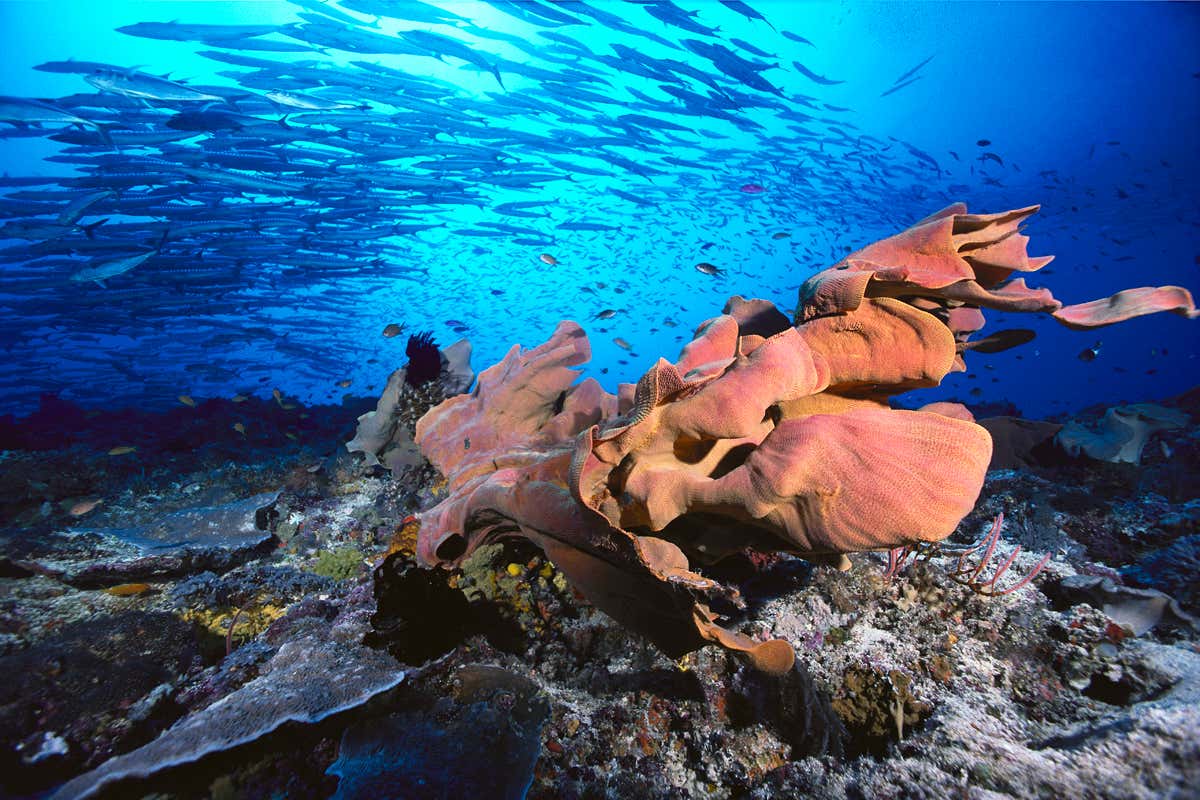 New Scientist. Science news and long reads from expert journalists, covering developments in science, technology, health and the environment on the website and the magazine.