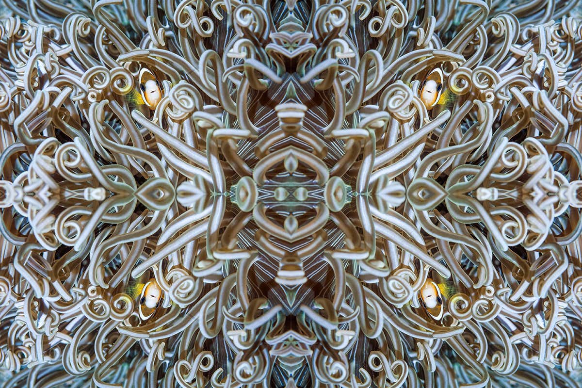 Marine kaleidoscope shows the beauty of coral reefs