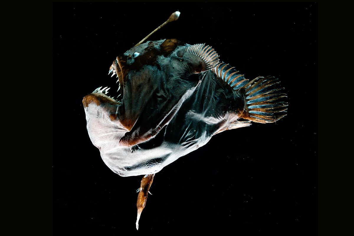 anglerfish