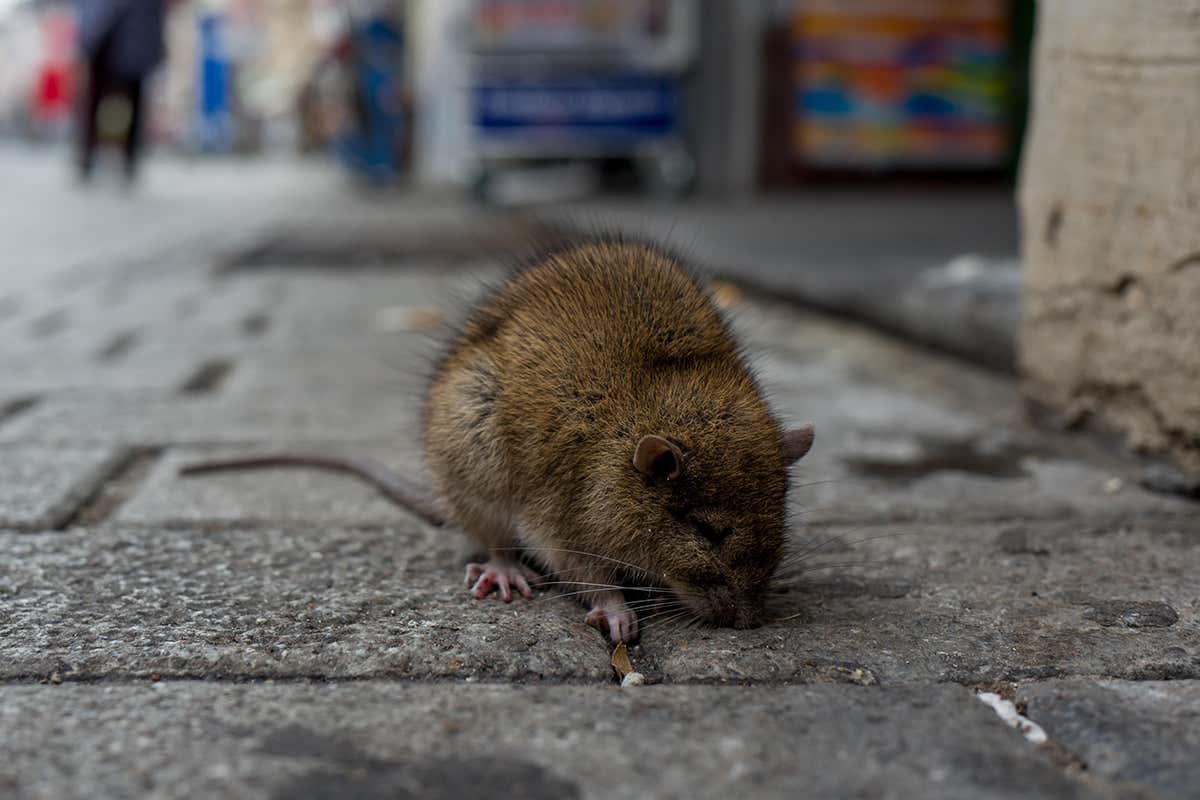 city rat