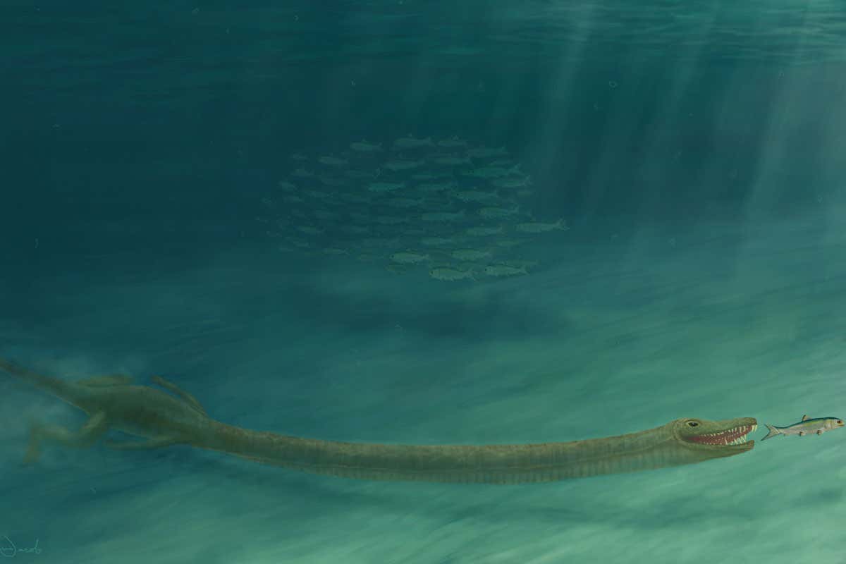 Long-necked fossil Tanystropheus