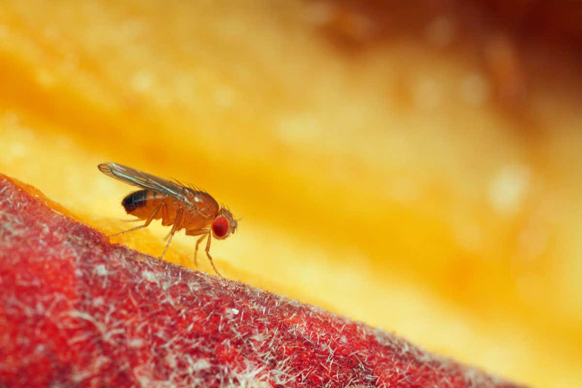 A fruit fly (Drosophila melanogaster) on a peach