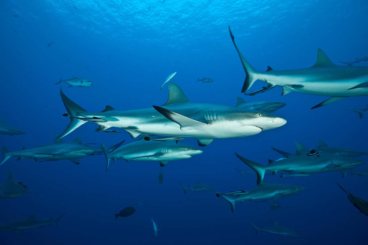 grey reef sharks