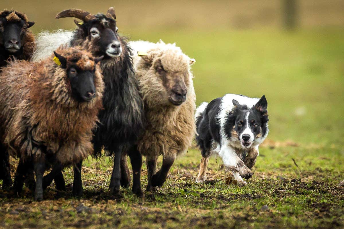 Dog and sheep